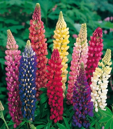 LUPINUS MIX 25 kusov